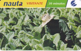 TARJETA DE CUBA DE NAUTA DE 30 MINUTOS VISITANTE (PAPEL) TRABAJANDO EN PLANTACION DE TABACO - Cuba