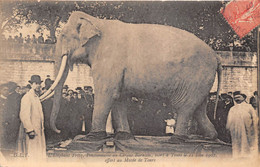 L'ELEPHANT- FRITZ- PENSIONNAIRE DU CIR BARNUM, MORT A TOUR LE 11 JUIN 1902 - OFFERT AU MUSEE DE TOURS - Elefantes