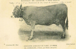 12   VACHE AUBRAC  Concours Agricole De Paris  FERME CHABROLIER  A BELAIR PAR RODEZ REE - Other & Unclassified
