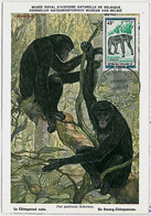 32158 - CONGO- POSTAL HISTORY -MAXIMUM CARD - 1972 :Gorillas, Wild Animals - Gorillas