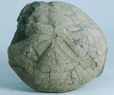 Fossil - Spatangus - Echinide (Francia) - Lot. 872 - Fósiles