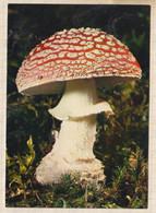 Delcampe - 22C2034 AMANITE FAUSSE ORONGE OU TUE MOUCHE - Pilze