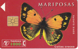 CP-100 TARJETA DE ESPAÑA DE UNA MARIPOSA COLIAS CROCEA DE TIRADA 3000 (BUTTERFLY) - Farfalle