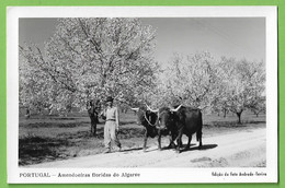 Delcampe - Tavira - Amendoeiras Floridas Do Algarve. Faro. Portugal. - Faro