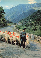 LE MONT AIGOUAL- TROUPEAU CEVENOL - Alès