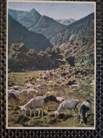 Delcampe - Carte MUNSTER Vallée Abend Im Wormatal Photo Arnold Colmar - Munster