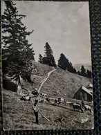 Delcampe - Carte MUNSTER Vallée Ferme Auberge Du SCHALLEREN - Munster