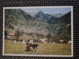 Delcampe - Carte MUNSTER MUNSTERTAL Foto Arnold Kolmar  Der Gaisbub Wormstal - Munster