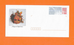 Delcampe - FRANCE PAP CARNAVAL MASQUE MASK RAFAEL ESTEVE AUTOMNE AUTOMN HERBST - Karnaval