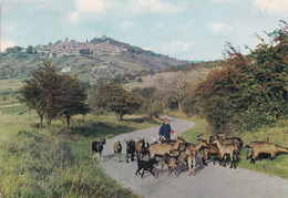 Delcampe - Paysage D'automne à SANCERRE (Cher)  Troupeau De Chévres - Sancerre
