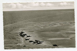 Delcampe - AK 077578 GERMANY - Norderney - Seehundbank - Norderney