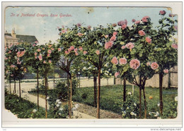 PORTLAND, OR - Rose Garden   1909 - Portland