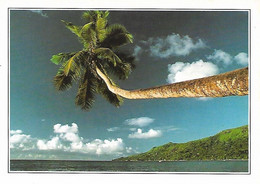 Seychelles Palmier Sur Le Ciel De Mahé - Seychelles