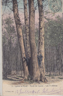 Delcampe - LES 4 CHENES   Forêt De LYONS - Bäume