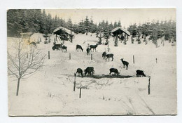 AK 077670 GERMANY - Wildfütterung Im Harz - Oberharz