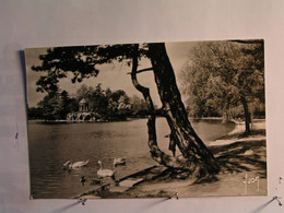 Delcampe - Saint Mande - Le Lac Daumesnil - Saint Mande