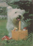 Delcampe - Dog - Chien - 3D / Stereoscopique - Stereoskopie