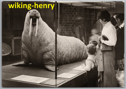 Delcampe - Stralsund - S/w Museum Für Meereskunde Und Fischerei Der DDR 1   Walroß - Odobaenus Rosmarus - Stralsund