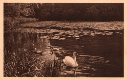 Tervueren (le Parc) - Le Petit Étang Sainte Gertrude - Tervuren