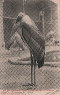 CPA Cochinchine - Saigon - Jardin Zoologique - Un Marabout - Novembre 1910 - Viêt-Nam