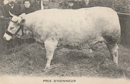 Concours Agricole De PARIS 1912 Race Nivernaise PRIX D HONNEUR - Crías
