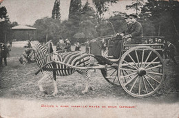 CPA Zèbre à Robe Isabelle Rayée De Brun - Afrique - Jardin D'Acclimatation - Charette à Zebre - Transport - Sonstige & Ohne Zuordnung