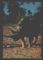 Africa - Rhinoceros - Neushoorn