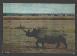 Africa - Rhinoceros - Rinoceronte