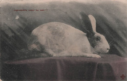 CPA Lapin - Impossible Venir Ce Soir - Humour - Poser Un Lapin ! Circulé En 1905 - Humour