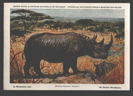 Le Rhinoceros Noir / Neushoorn - Musée Royal D'histoire Naturelle De Belgique - Neushoorn