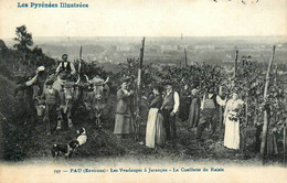 Jurançon * Les Vendanges , La Cueillette Du Raisin * Vendangeurs Vin Vins Vignes Vignoble Viticulteur Attelage Boeufs - Jurancon