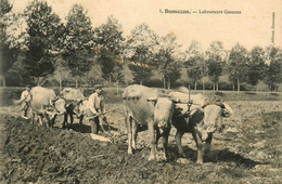 Damazan * Laboureurs Gascons * Attelage Boeufs Scène Agricole Agriculture Culture Machine - Damazan