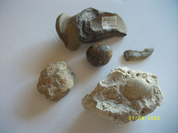 11 Fossiles - Fósiles