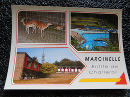 Marcinelle, Centre De Délassement, Parc Animalier (P13) - Charleroi