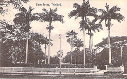 TRINIDAD - Palm Trees / Palmiers  CARAÏBES (Caraïbes Antilles West Indies Caribbean Karibik Caribe Caraibi ) Arbre Bome - Trinidad