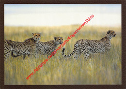 Namibia - Etosha - Group Of Cheetahs Getting Ready To Hunt - Namibia