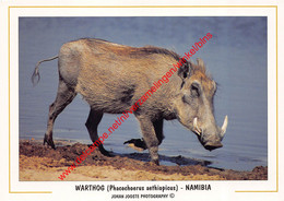 Namibia - Warthog Phacochoerus Aethiopicus - Namibië