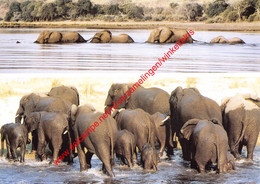 Namibia - Animals Of Namibia - Elephants - Namibie