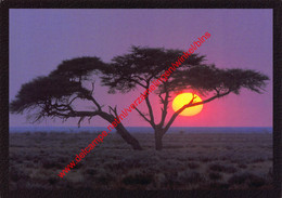 Namibia - Lone Acacia Tree At Sunrise In Etosha - Namibia