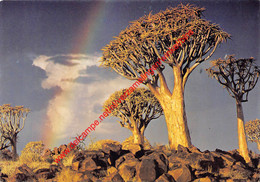 Namibia - Aloe Dichotoma - Kokerboom - Namibia