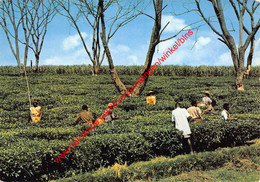 Uganda - Tea Plantation - Jamhuri Ya Uganda - Uganda