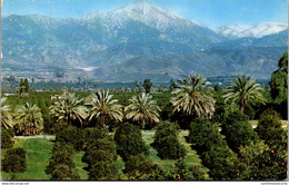 California San Bernardino Orange Groves And Snow Capped Mountains 1954 - San Bernardino