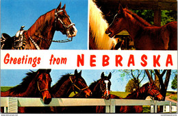 Greetings From Nebraska With Horses - Souvenir De...