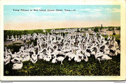 Texas Corpus Christi Young Pelicans On Bird Island - Corpus Christi