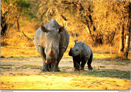 White Rhinoceros With Calf MalaMala Mpumalanga South Africa - Rhinoceros