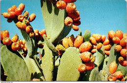 Cactus Prickley Pear Cactus Bearing Fruit - Cactus