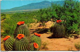 Barrel Cactus On The Desert - Cactusses