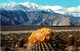 Cactus Barrel Cactus In Bloom - Cactusses