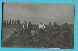 * Sint Eloois Winkel - Ledegem (West Vlaanderen) * (Carte Photo - Fotokaart) Aardbeienoogst, Paysan, Farmer, Agriculteur - Ledegem