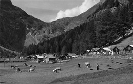 A Van-d'en-Haut S. Salvan Vaches Au Près Van D'en Haut - Salvan